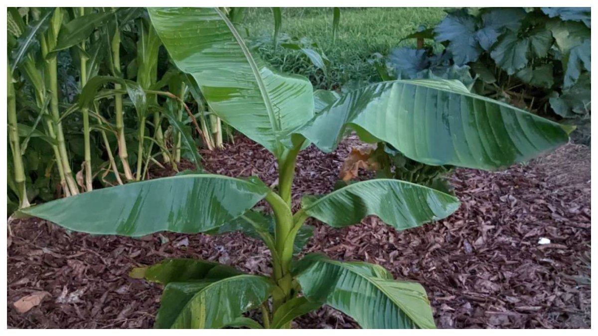 કયા છોડ ઘરમાં સકારાત્મક ઉર્જા લાવે છે અને દેવી-દેવતાઓ સાથે પણ સંબંધિત છે? 4 કયા છોડ ઘરમાં સકારાત્મક ઉર્જા લાવે છે અને દેવી-દેવતાઓ સાથે પણ સંબંધિત છે? https://www.pravinews.com/religion/astrology/vastu-tips-for-plants-which-plants-bring-positive-energy-to-the-house-122566