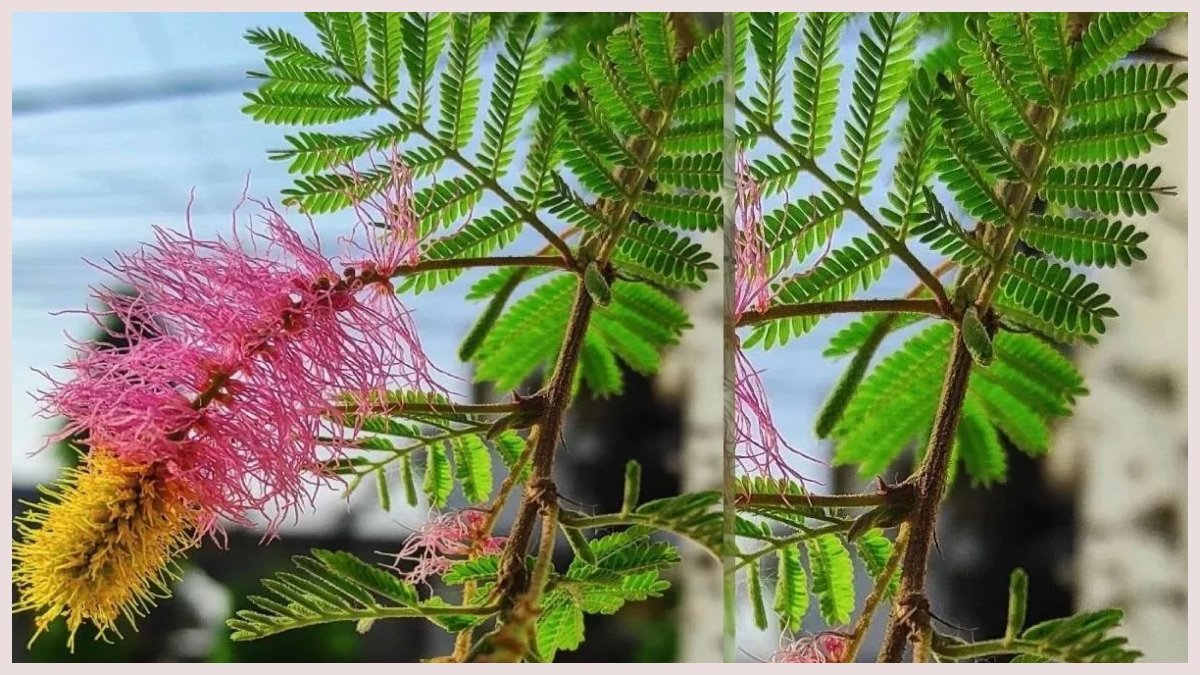 કયા છોડ ઘરમાં સકારાત્મક ઉર્જા લાવે છે અને દેવી-દેવતાઓ સાથે પણ સંબંધિત છે? 3 કયા છોડ ઘરમાં સકારાત્મક ઉર્જા લાવે છે અને દેવી-દેવતાઓ સાથે પણ સંબંધિત છે? https://www.pravinews.com/religion/astrology/vastu-tips-for-plants-which-plants-bring-positive-energy-to-the-house-122566