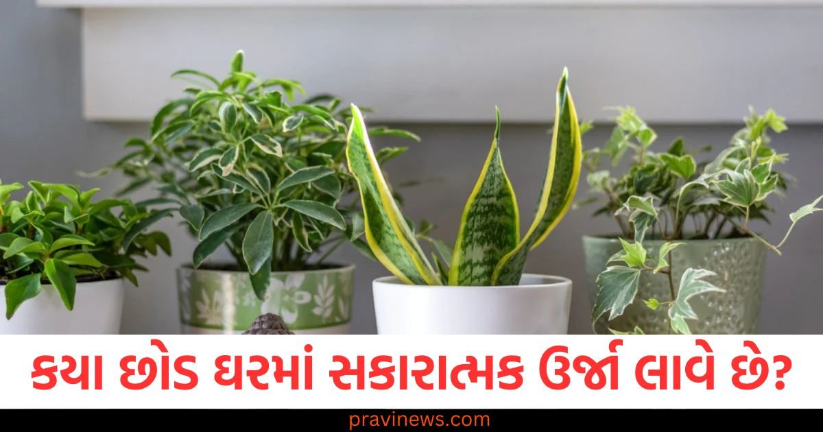 કયા છોડ ઘરમાં સકારાત્મક ઉર્જા લાવે છે અને દેવી-દેવતાઓ સાથે પણ સંબંધિત છે? https://www.pravinews.com/lifestyle/fashion-news/mouni-roy-seen-in-pastel-pink-schiffli-skirt-set-her-look-goes-viral-122560