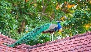 ઘરની છત પર મોરનું આગમન શું સૂચવે છે? જાણો સંપૂર્ણ વિગત https://www.pravinews.com/religion/astrology/what-does-the-arrival-of-a-peacock-on-the-roof-of-a-house-indicate-know-the-full-details-124065