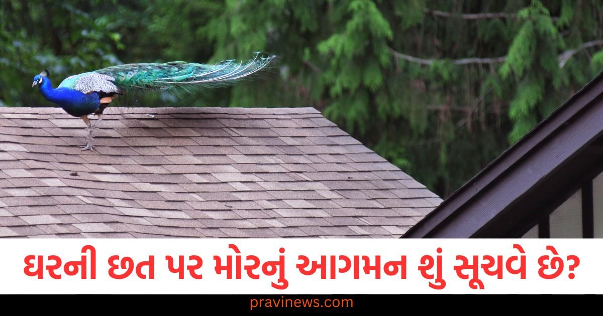 ઘરની છત પર મોરનું આગમન શું સૂચવે છે? જાણો સંપૂર્ણ વિગત https://www.pravinews.com/lifestyle/fashion-news/pants-or-skirt-know-what-will-look-good-according-to-your-body-shape-124075