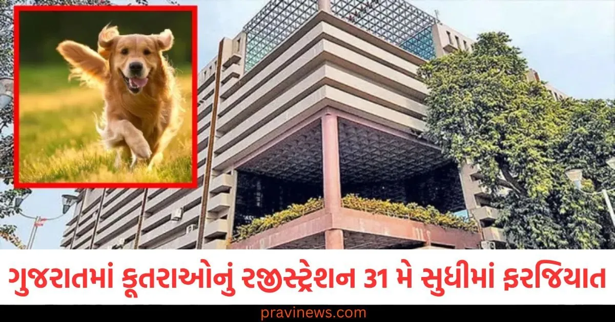 ગુજરાતમાં હવે પાલતુ કૂતરાઓનું રજીસ્ટ્રેશન 31 મે સુધીમાં ફરજિયાત, જાણો રજીસ્ટ્રેશન પ્રક્રિયા 1 ગુજરાતમાં હવે પાલતુ કૂતરાઓનું રજીસ્ટ્રેશન 31 મે સુધીમાં ફરજિયાત, જાણો રજીસ્ટ્રેશન પ્રક્રિયા https://www.pravinews.com/gujarat-news/ahmedabad-registration-of-pet-dogs-is-now-mandatory-in-gujarat-by-may-31-know-the-process-124809