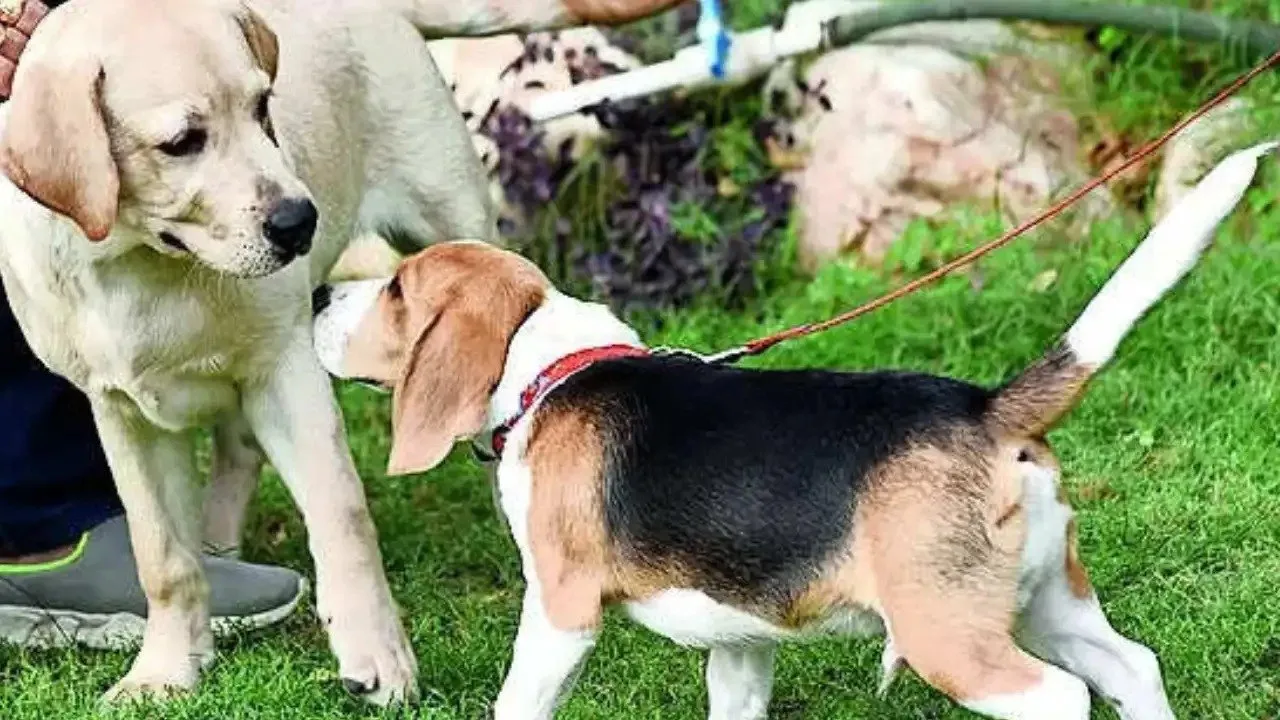 ગુજરાતમાં હવે પાલતુ કૂતરાઓનું રજીસ્ટ્રેશન 31 મે સુધીમાં ફરજિયાત, જાણો રજીસ્ટ્રેશન પ્રક્રિયા 2 ગુજરાતમાં હવે પાલતુ કૂતરાઓનું રજીસ્ટ્રેશન 31 મે સુધીમાં ફરજિયાત, જાણો રજીસ્ટ્રેશન પ્રક્રિયા https://www.pravinews.com/gujarat-news/ahmedabad-registration-of-pet-dogs-is-now-mandatory-in-gujarat-by-may-31-know-the-process-124809