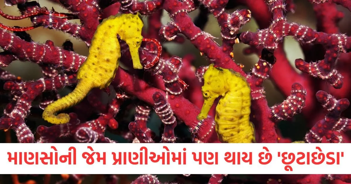 માણસોની જેમ પ્રાણીઓમાં પણ થાય છે 'છૂટાછેડા', જીવનસાથી બીમાર પડે કે તરત જ લઈ લે છે છૂટાછેડા https://www.pravinews.com/automobile/mercedes-benz-to-hike-car-prices-in-india-check-effective-date-and-revised-rates-124323