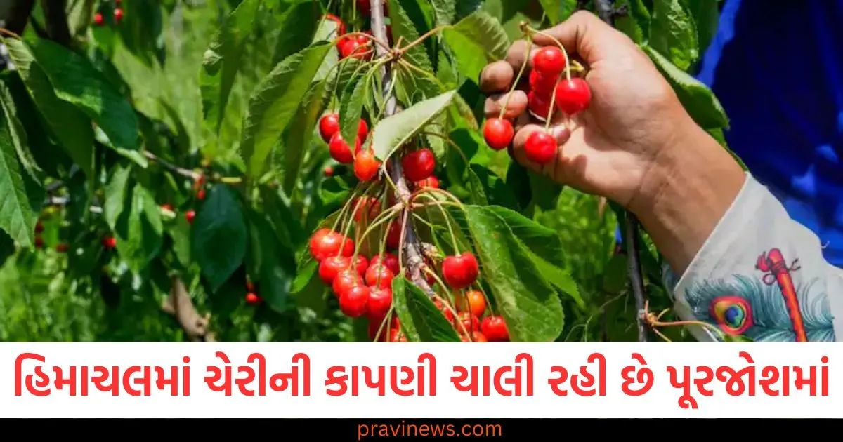 હિમાચલ પ્રદેશમાં ચેરીની કાપણી ચાલી રહી છે પૂરજોશમાં, પરંતુ ખેડૂતોને કઈ સમસ્યાનો સામનો કરવો પડી રહ્યો છે? https://www.pravinews.com/politics/mumbai-monsoon-waterlogging-minister-ashish-shelar-demand-white-paper-from-uddhav-thackeray-over-infrastructure-projects-delay-125905
