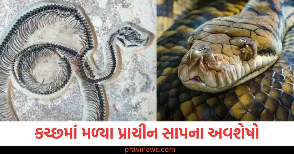 અરે... બાપરે! ભારતમાં મળી આવ્યો કરોડો વર્ષો જૂનો 49 ફૂટ લાંબો સાપ, વજન જાણીને તો તમારા હાજા ગગડી જશે https://www.pravinews.com/world-news-in-gujarati/western-railways-collaborates-with-chhota-bheem-cartoon-character-to-promote-railway-security-123516