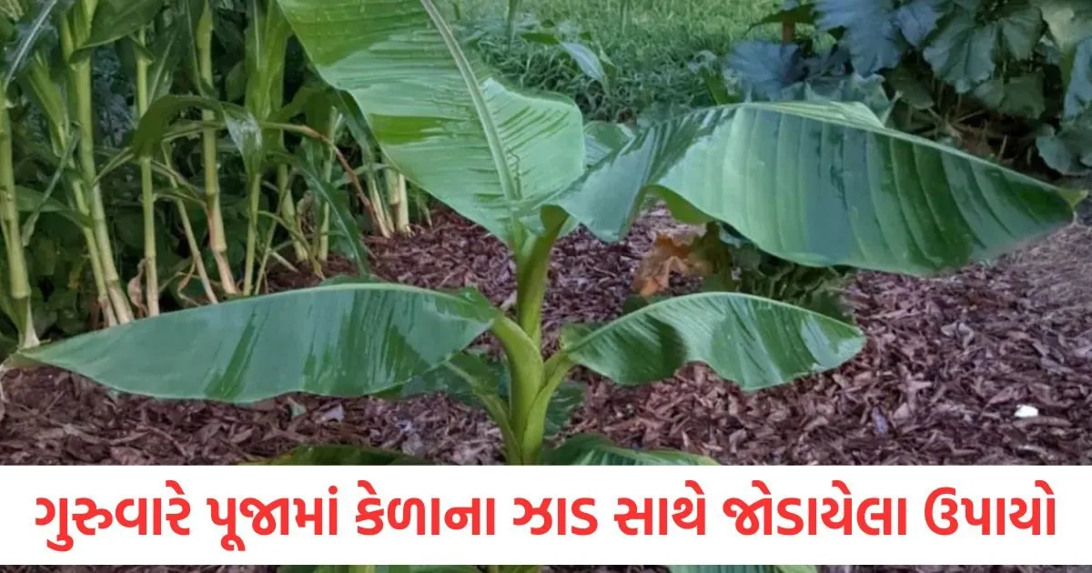 ગુરુવારે પૂજામાં કેળાના ઝાડ સાથે જોડાયેલા આ ઉપાયો કરો, દરેક સમસ્યાનો ઉકેલ આવશે https://www.pravinews.com/entertainment/ground-zero-will-be-released-on-ott-on-this-day-where-can-emraan-hashmis-film-be-watched-127526