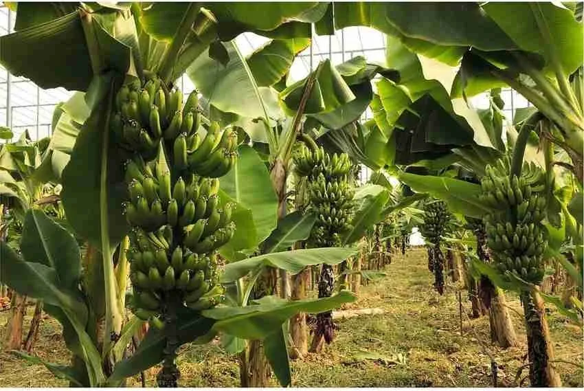 ગુરુવારે પૂજામાં કેળાના ઝાડ સાથે જોડાયેલા આ ઉપાયો કરો, દરેક સમસ્યાનો ઉકેલ આવશે https://www.pravinews.com/religion/astrology/banana-tree-remedies-for-thursday-127530