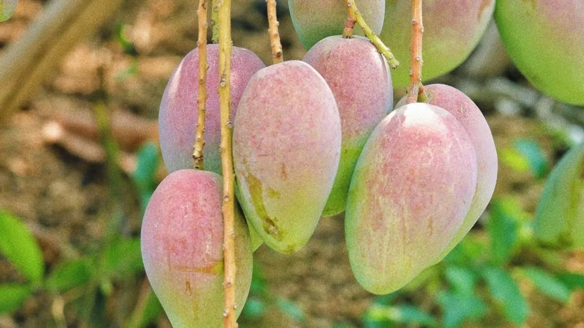 ભારત આ દેશોમાં મોકલે છે 'કેરી', આ મુસ્લિમ દેશ છે આ યાદીમાં ટોચ પર https://www.pravinews.com/ajab-gajab/countries-are-crazy-about-indian-mangoes-united-arab-emirates-is-a-top-country-to-importers-of-indian-mango-126863