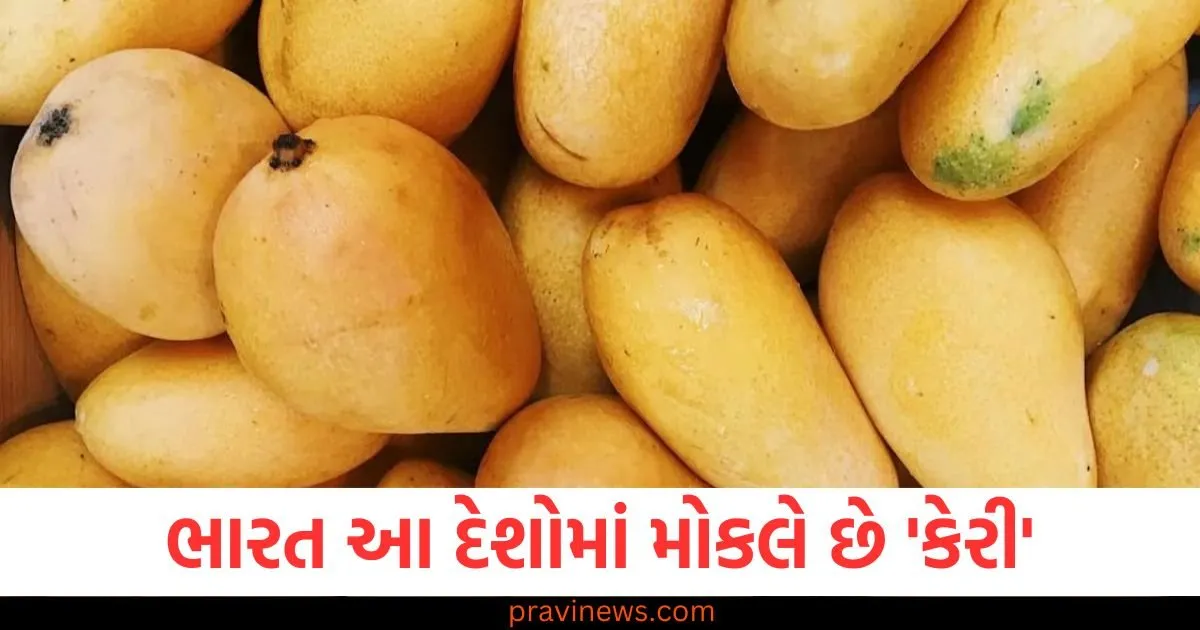 ભારત આ દેશોમાં મોકલે છે 'કેરી', આ મુસ્લિમ દેશ છે આ યાદીમાં ટોચ પર https://www.pravinews.com/ajab-gajab/countries-are-crazy-about-indian-mangoes-united-arab-emirates-is-a-top-country-to-importers-of-indian-mango-126863