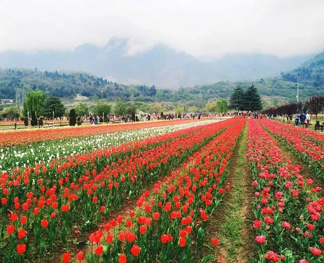 ઉત્તરાખંડમાં : વેલી ઓફ ફ્લાવર્સ માટે પાસ કેવી રીતે મેળવવો? સંપૂર્ણ નોંધણી પ્રક્રિયા અહીં જાણો 2 ઉત્તરાખંડમાં : વેલી ઓફ ફ્લાવર્સ માટે પાસ કેવી રીતે મેળવવો? સંપૂર્ણ નોંધણી પ્રક્રિયા અહીં જાણો https://www.pravinews.com/travel-news/how-to-get-online-permits-for-valley-of-flowers-trek-126328