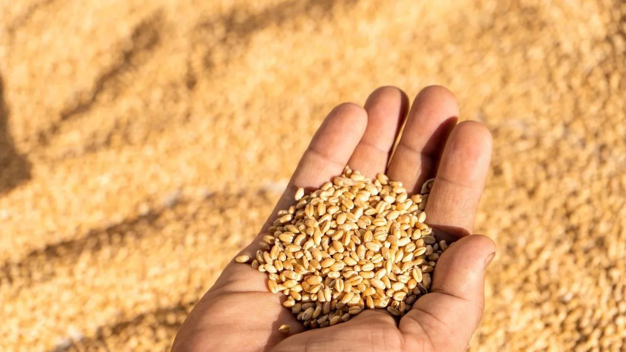 ગુજરાતમાં રેશનકાર્ડ ધારકો ઘરે બેઠા કરી શકશે આ કામ, અનાજ મેળવવામાં કોઈ અડચણ નહીં આવે 2 ગુજરાતમાં રેશનકાર્ડ ધારકો ઘરે બેઠા કરી શકશે આ કામ, અનાજ મેળવવામાં કોઈ અડચણ નહીં આવે https://www.pravinews.com/gujarat-news/ration-card-holders-in-gujarat-will-be-able-to-get-free-e-kyc-done-at-home-126346