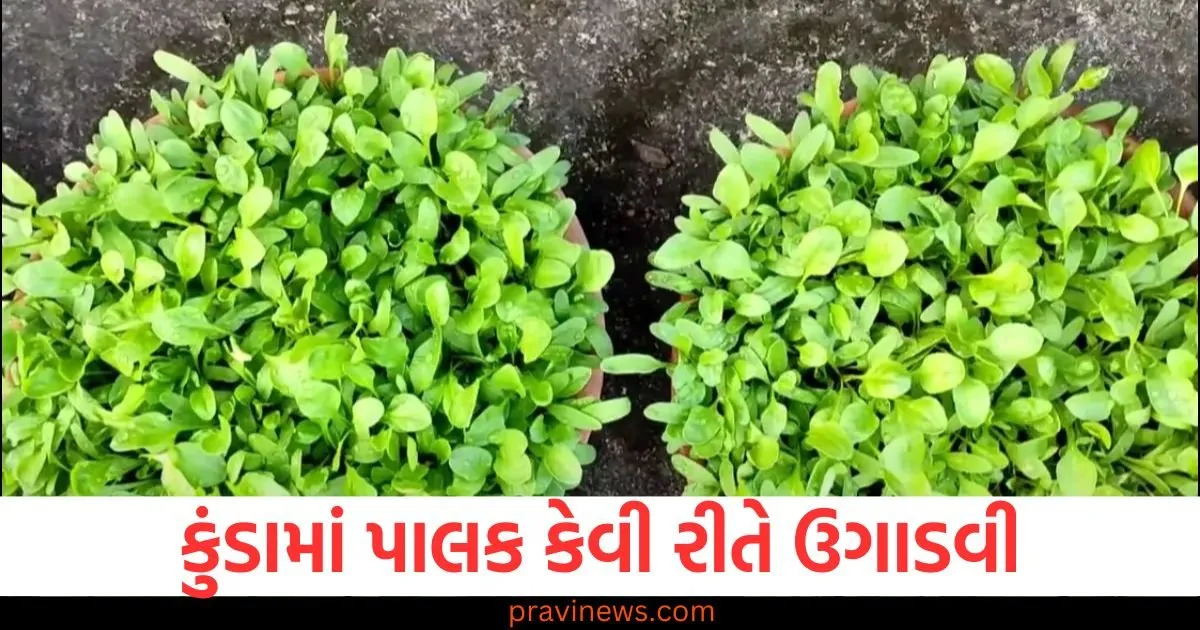 તમારા ઘરની બાલ્કનીમાં ઓર્ગેનિક પાલક ઉગાડો, તે શાકભાજી-પરાઠા માટે તૈયાર થઈ જશે https://www.pravinews.com/food/how-to-make-tasty-but-healthy-besan-toast-128316