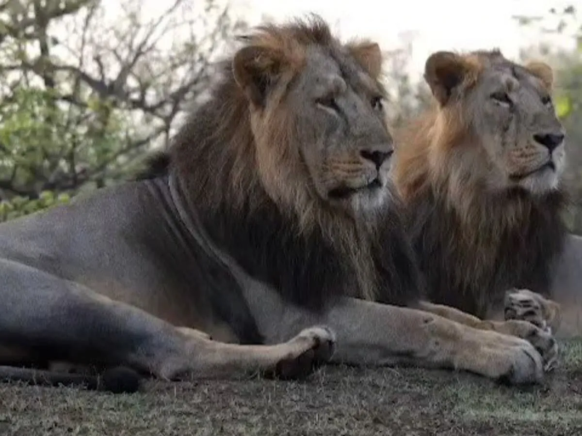 ગીર જંગલનું ગૌરવ, જય-વીરુ હવે રહ્યા નથી, આ સિંહોએ એક સમયે પીએમ મોદીનું પણ દિલ જીતી લીધું હતું 2 ગીર જંગલનું ગૌરવ, જય-વીરુ હવે રહ્યા નથી, આ સિંહોએ એક સમયે પીએમ મોદીનું પણ દિલ જીતી લીધું હતું https://www.pravinews.com/gujarat-news/the-pride-of-gir-forest-jai-viru-are-no-more-these-lions-once-won-the-heart-of-pm-modi-too-128623