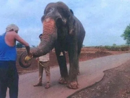 'મહાદેવી' ની સારવાર ગુજરાતમાં થશે, તેમને કોલ્હાપુરથી જામનગર મોકલવામાં આવશે; આખરે બીમારી શું છે? 2 'મહાદેવી' ની સારવાર ગુજરાતમાં થશે, તેમને કોલ્હાપુરથી જામનગર મોકલવામાં આવશે; આખરે બીમારી શું છે? https://www.pravinews.com/gujarat-news/female-elephant-mahadevi-will-be-treated-in-gujarat-who-sent-from-kolhapur-to-jamnagar-ill-due-to-injury-127969