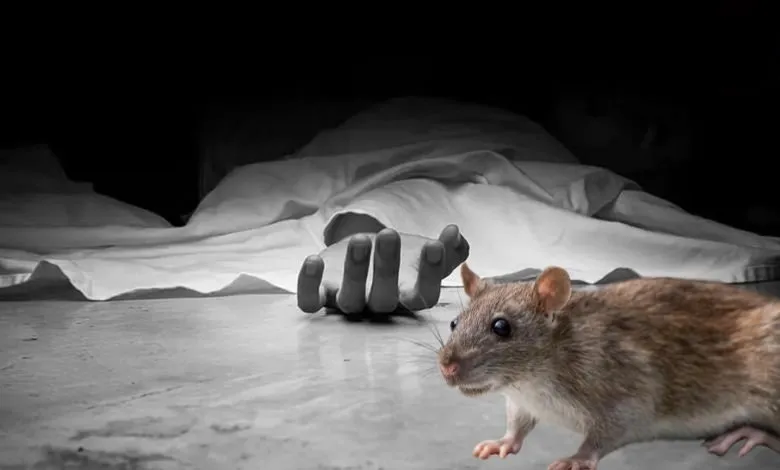 વડોદરામાં ઉંદર કરડવાથી યુવાનનું મોત, કુટુંબમાં માહોલ ગમગીન https://www.pravinews.com/gujarat-news/youth-dies-after-being-bitten-by-a-rat-in-vadodara-family-in-mourning-128518