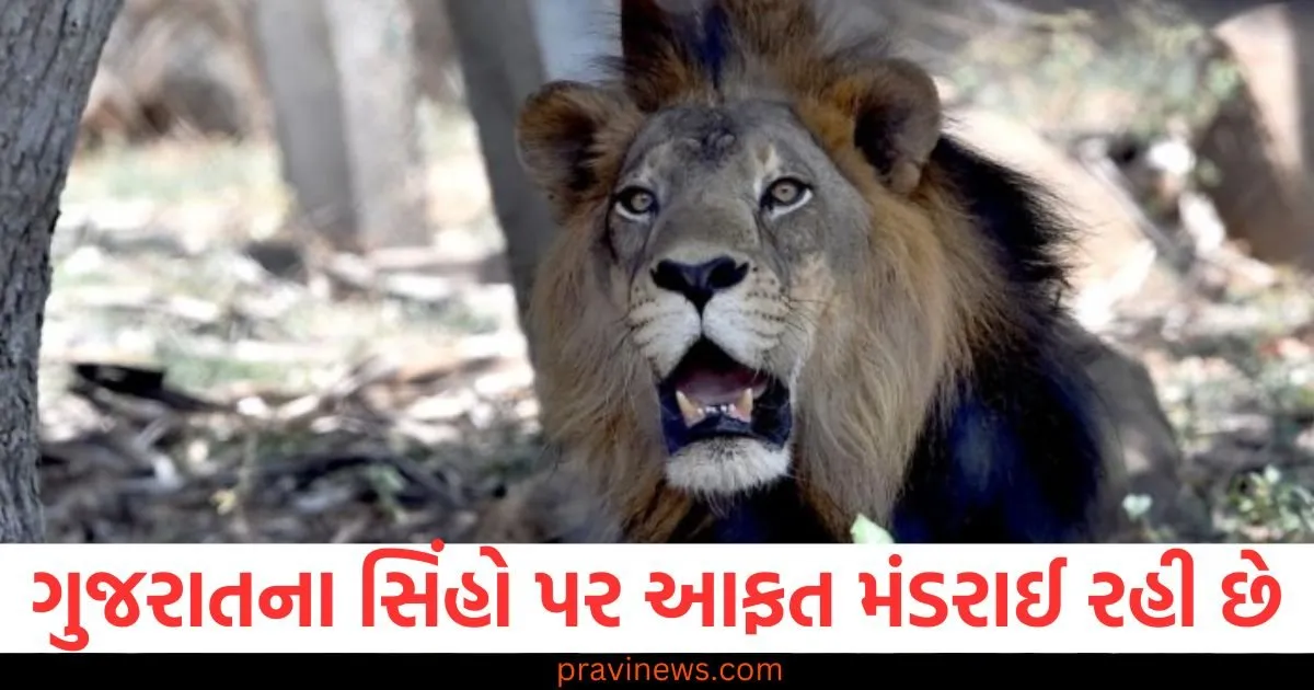 ગુજરાતના સિંહો પર કઈ આફત મંડરાઈ રહી છે, અમરેલીમાં બે સિંહબાળના રહસ્યમય મૃત્યુ https://www.pravinews.com/religion/astrology/the-day-will-be-full-of-happiness-for-aries-people-read-the-status-of-other-zodiac-signs-128715