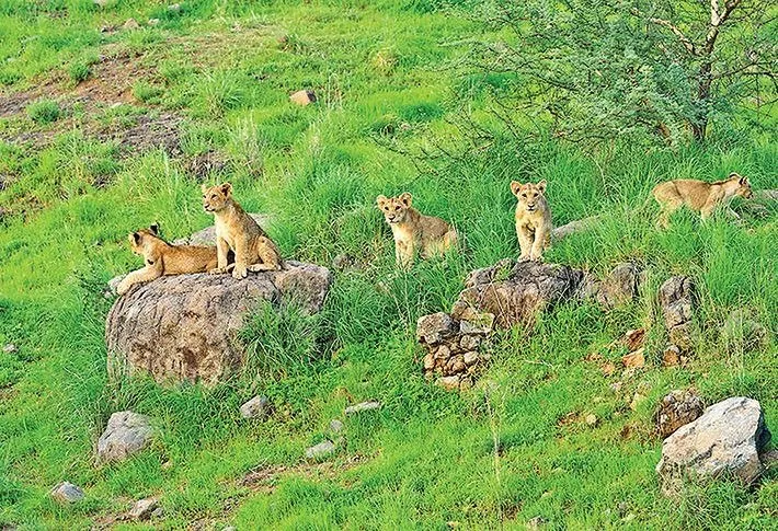 ગુજરાતના સિંહો પર કઈ આફત મંડરાઈ રહી છે, અમરેલીમાં બે સિંહબાળના રહસ્યમય મૃત્યુ 2 ગુજરાતના સિંહો પર કઈ આફત મંડરાઈ રહી છે, અમરેલીમાં બે સિંહબાળના રહસ્યમય મૃત્યુ https://www.pravinews.com/gujarat-news/amreli-jafrabad-lions-cubs-death-rare-disease-infection-threat-forest-department-action-investigation-128711