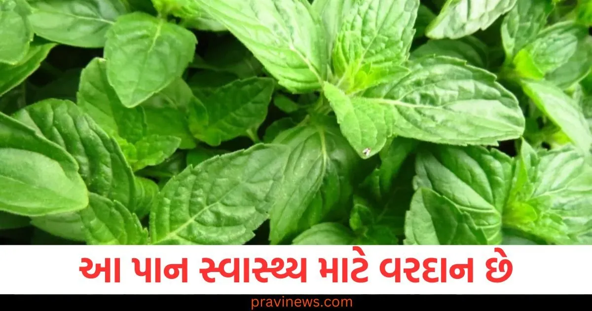 ઔષધીય ગુણોથી ભરપૂર આ પાંદડા દરરોજ ચાવો, રામબાણ ઈલાજ છે આ બીમારીઓ માટે https://www.pravinews.com/lifestyle/health-fitness/chew-these-leaves-full-of-medicinal-properties-every-day-it-is-a-panacea-for-these-diseases-129528