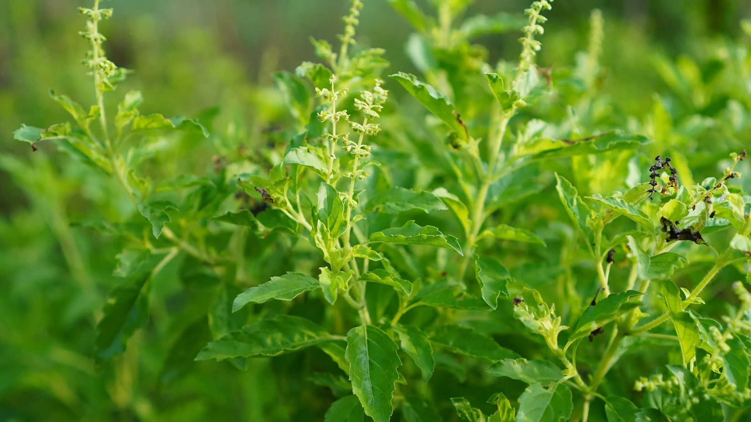 ઔષધીય ગુણોથી ભરપૂર આ પાંદડા દરરોજ ચાવો, રામબાણ ઈલાજ છે આ બીમારીઓ માટે https://www.pravinews.com/lifestyle/health-fitness/chew-these-leaves-full-of-medicinal-properties-every-day-it-is-a-panacea-for-these-diseases-129528