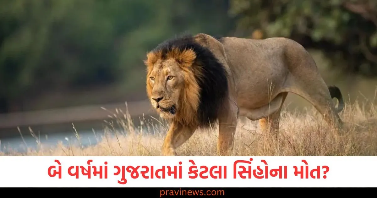 છેલ્લા બે વર્ષમાં ગુજરાતમાં કેટલા સિંહોના મોત? મંત્રીએ ચોંકાવનારા આંકડા જાહેર કર્યા https://www.pravinews.com/gujarat-news/how-many-lions-died-in-gujarat-in-the-last-two-years-minister-reveals-shocking-figures-130001