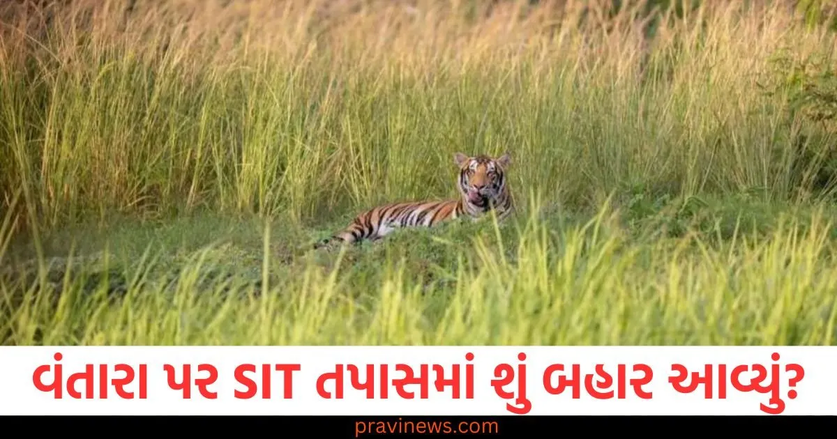 વંતારા પર SIT તપાસમાં શું બહાર આવ્યું? સુપ્રીમ કોર્ટે કયા નિર્દેશો આપ્યા? જાણો આખી વાર્તા https://www.pravinews.com/world-news-in-gujarati/supreme-court-clears-vantara-sit-finds-no-violations-praises-animal-welfare-standards-130074