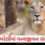 અમરેલીમાં વન્યજીવન સંકટ, 6 મહિનામાં 31 સિંહોના મોત https://www.pravinews.com/navratri/shardiya-navratri-2025-start-date-september-22-or-23-and-ghatasthapana-shubh-muhurat-130085