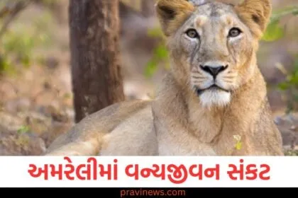 અમરેલીમાં વન્યજીવન સંકટ, 6 મહિનામાં 31 સિંહોના મોત https://www.pravinews.com/gujarat-news