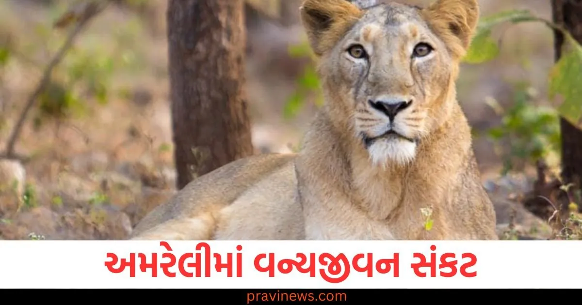 અમરેલીમાં વન્યજીવન સંકટ, 6 મહિનામાં 31 સિંહોના મોત https://www.pravinews.com/gujarat-news/wildlife-crisis-amreli-31-lions-dead-in-6-months-130079