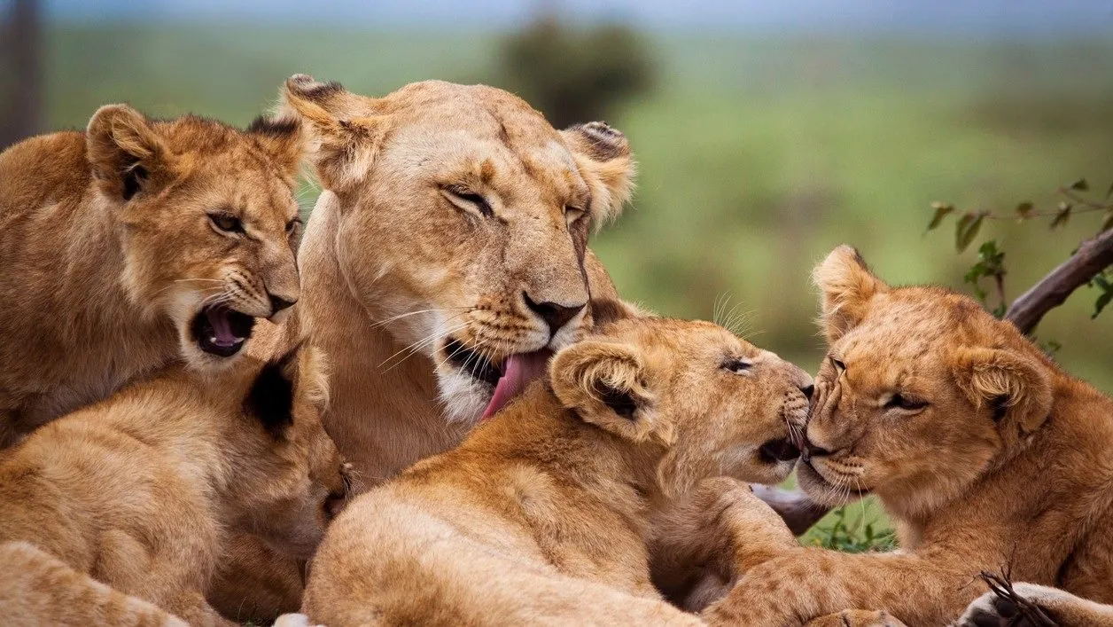 અમરેલીમાં વન્યજીવન સંકટ, 6 મહિનામાં 31 સિંહોના મોત https://www.pravinews.com/gujarat-news/wildlife-crisis-amreli-31-lions-dead-in-6-months-130079