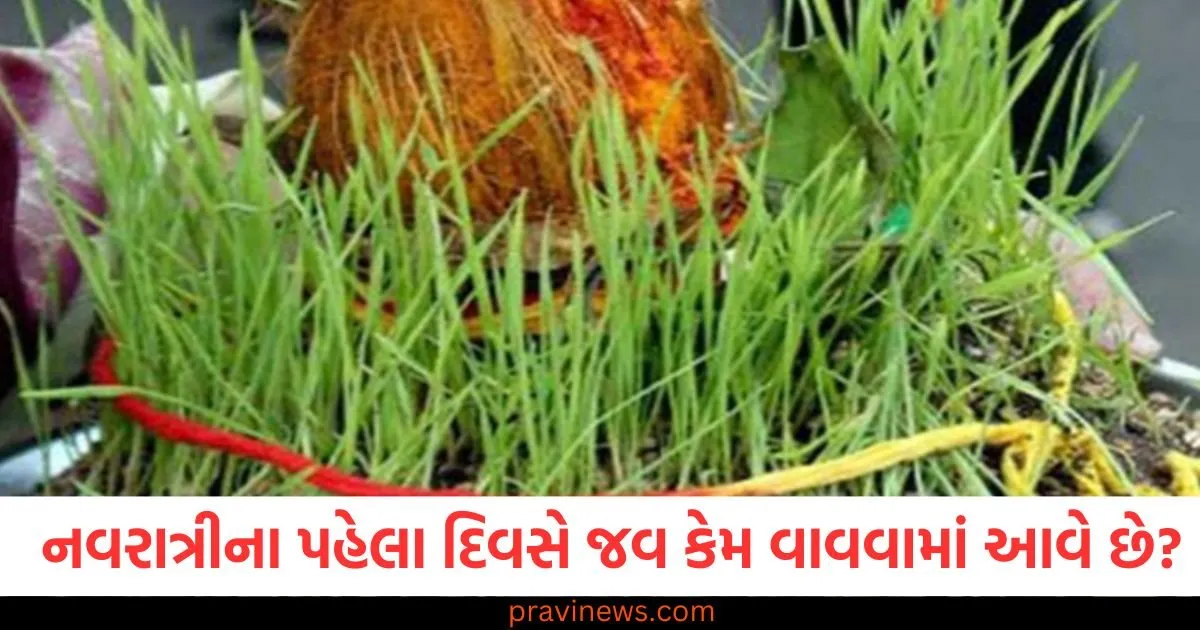 Shardiya Navratri 2025: નવરાત્રીના પહેલા દિવસે જવ કેમ વાવવામાં આવે છે? તેની પાછળની ધાર્મિક માન્યતાઓ વિશે જાણો https://www.pravinews.com/navratri/hardiya-navratri-2025-why-jau-is-sown-on-navratri-first-day-and-religious-significance-130167
