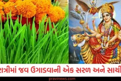 નવરાત્રી દરમિયાન જવ ઉગાડવાની એક સરળ અને સાચી રીત, માતા દેવી તેમના આશીર્વાદ વરસાવશે https://www.pravinews.com/religion/astrology