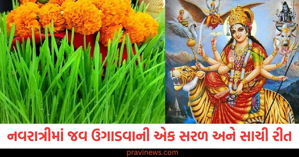 નવરાત્રી દરમિયાન જવ ઉગાડવાની એક સરળ અને સાચી રીત, માતા દેવી તેમના આશીર્વાદ વરસાવશે https://www.pravinews.com/navratri/a-simple-and-correct-way-to-grow-barley-during-navratri-mother-goddess-will-shower-her-blessings-130205